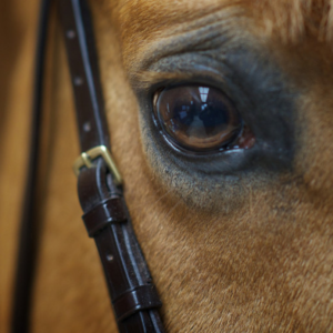 CIÊNCIAS AGRÁRIAS E VETERINÁRIA